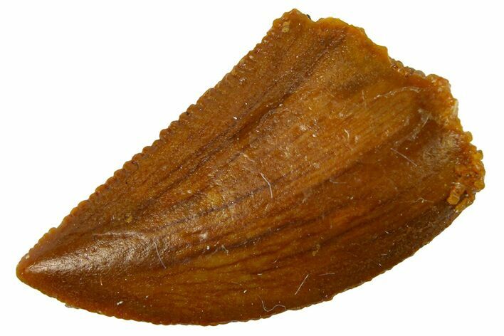 Serrated Raptor Tooth - Real Dinosaur Tooth #300843